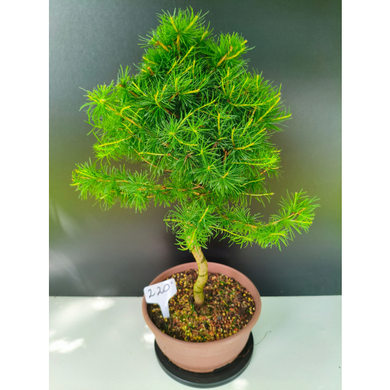 Żywe Drzewko Bonsai Modrzew Europejski Larix Decidua Prezent 11-letni 220