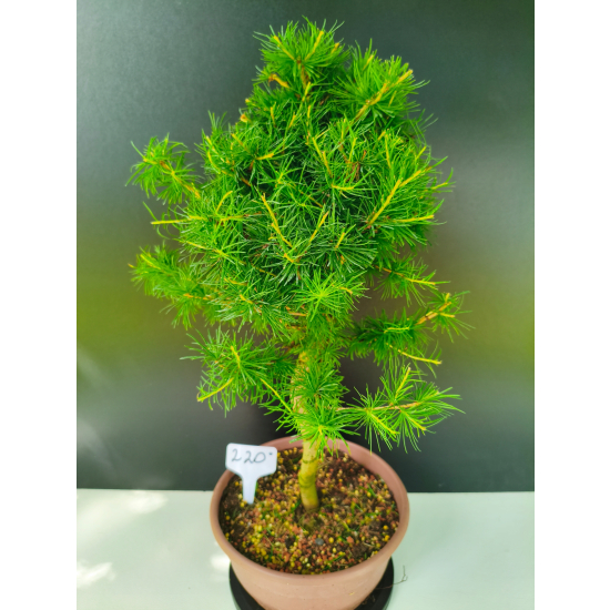 Żywe Drzewko Bonsai Modrzew Europejski Larix Decidua Prezent 11-letni 220