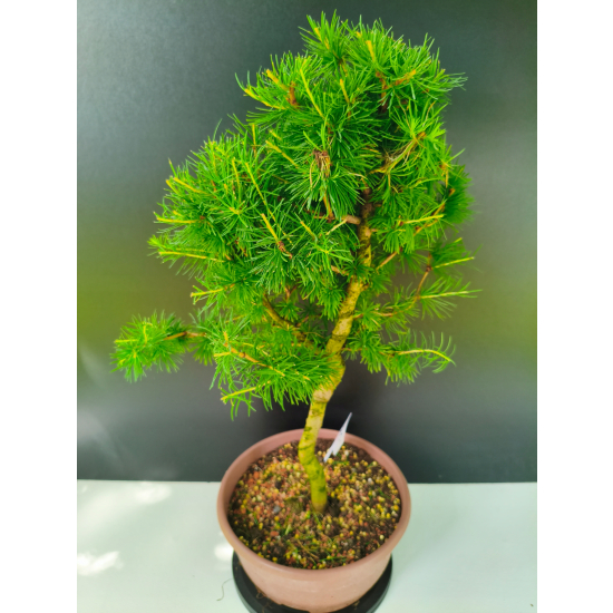 Żywe Drzewko Bonsai Modrzew Europejski Larix Decidua Prezent 11-letni 220