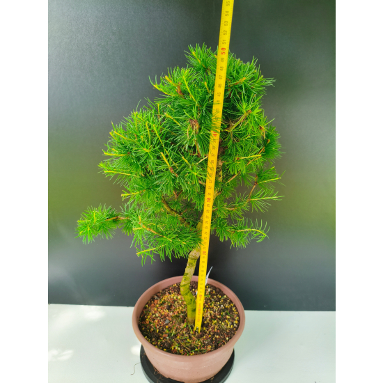 Żywe Drzewko Bonsai Modrzew Europejski Larix Decidua Prezent 11-letni 220