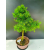 Żywe Drzewko Bonsai Modrzew Europejski Larix Decidua Prezent 11-letni 226