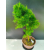 Żywe Drzewko Bonsai Modrzew Europejski Larix Decidua Prezent 11-letni 226