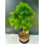 Żywe Drzewko Bonsai Modrzew Europejski Larix Decidua Prezent 11-letni 226