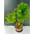 Żywe Drzewko Bonsai Modrzew Europejski Larix Decidua Prezent 11-letni 226