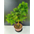 Żywe Drzewko Bonsai Modrzew Europejski Larix Decidua Prezent 11-letni 226