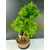 Żywe Drzewko Bonsai Modrzew Europejski Larix Decidua Prezent 11-letni 226