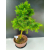 Żywe Drzewko Bonsai Modrzew Europejski Larix Decidua Prezent 11-letni 226
