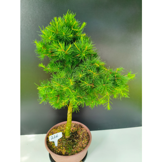 Żywe Drzewko Bonsai Modrzew Europejski Larix Decidua Prezent 11-letni 226