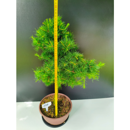 Żywe Drzewko Bonsai Modrzew Europejski Larix Decidua Prezent 11-letni 226