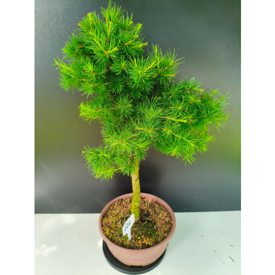 Żywe Drzewko Bonsai Modrzew Europejski Larix Decidua Prezent 11-letni 226