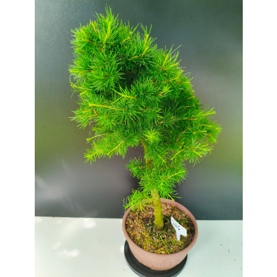 Żywe Drzewko Bonsai Modrzew Europejski Larix Decidua Prezent 11-letni 226
