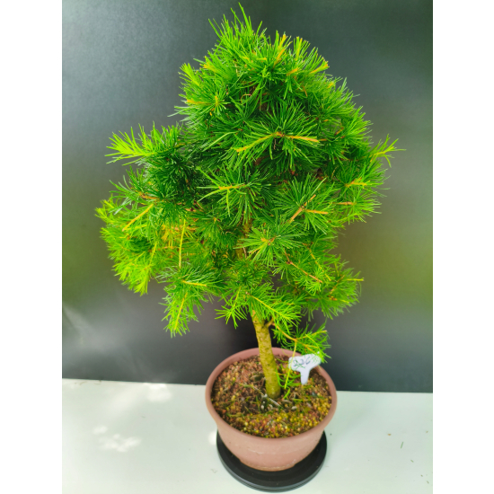 Żywe Drzewko Bonsai Modrzew Europejski Larix Decidua Prezent 11-letni 226