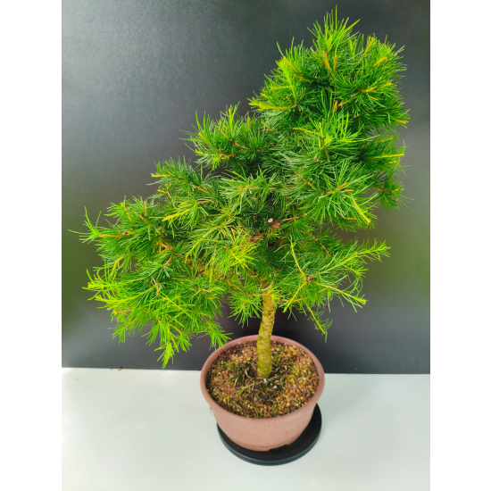 Żywe Drzewko Bonsai Modrzew Europejski Larix Decidua Prezent 11-letni 226