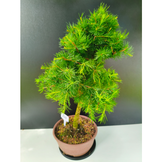 Żywe Drzewko Bonsai Modrzew Europejski Larix Decidua Prezent 11-letni 226