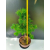 Żywe Drzewko Bonsai Modrzew Europejski Larix Decidua Prezent 11-letni 225