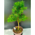 Żywe Drzewko Bonsai Modrzew Europejski Larix Decidua Prezent 11-letni 225