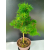 Żywe Drzewko Bonsai Modrzew Europejski Larix Decidua Prezent 11-letni 225