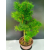 Żywe Drzewko Bonsai Modrzew Europejski Larix Decidua Prezent 11-letni 225