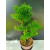 Żywe Drzewko Bonsai Modrzew Europejski Larix Decidua Prezent 11-letni 225
