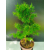 Żywe Drzewko Bonsai Modrzew Europejski Larix Decidua Prezent 11-letni 225