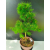 Żywe Drzewko Bonsai Modrzew Europejski Larix Decidua Prezent 11-letni 225
