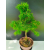 Żywe Drzewko Bonsai Modrzew Europejski Larix Decidua Prezent 11-letni 225