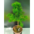 Żywe Drzewko Bonsai Modrzew Europejski Larix Decidua Prezent 11-letni 225