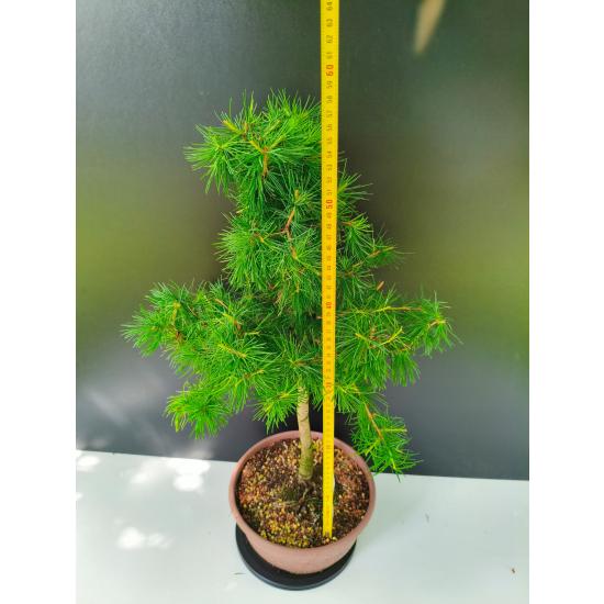 Żywe Drzewko Bonsai Modrzew Europejski Larix Decidua Prezent 11-letni 225