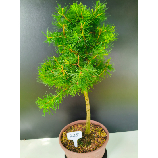 Żywe Drzewko Bonsai Modrzew Europejski Larix Decidua Prezent 11-letni 225