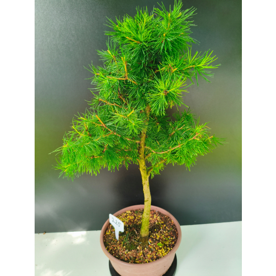 Żywe Drzewko Bonsai Modrzew Europejski Larix Decidua Prezent 11-letni 225