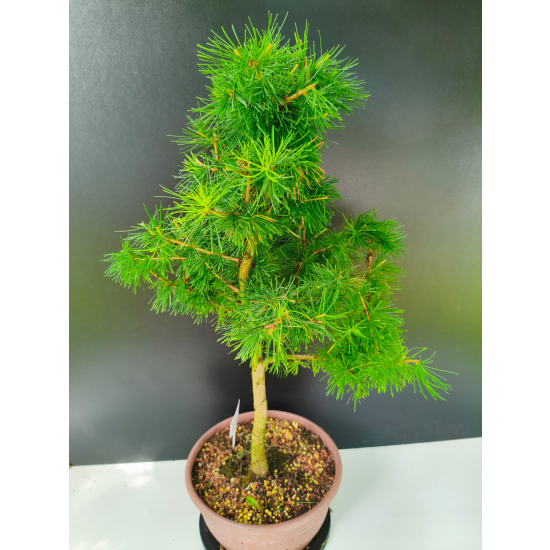 Żywe Drzewko Bonsai Modrzew Europejski Larix Decidua Prezent 11-letni 225