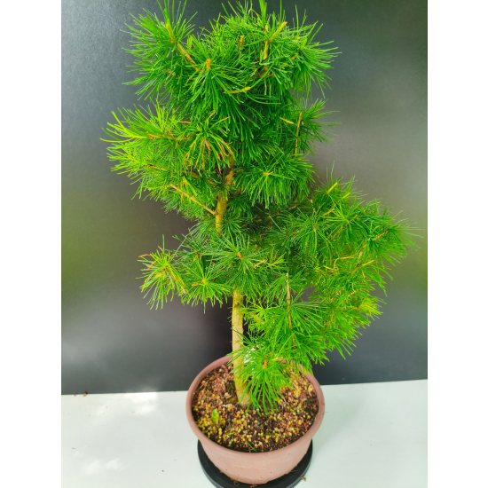 Żywe Drzewko Bonsai Modrzew Europejski Larix Decidua Prezent 11-letni 225