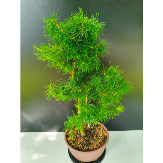 Żywe Drzewko Bonsai Modrzew Europejski Larix Decidua Prezent 11-letni 225