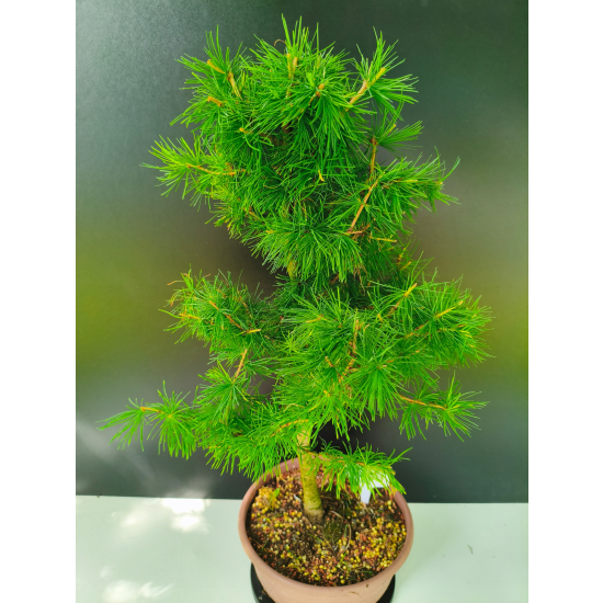 Żywe Drzewko Bonsai Modrzew Europejski Larix Decidua Prezent 11-letni 225