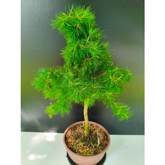 Żywe Drzewko Bonsai Modrzew Europejski Larix Decidua Prezent 11-letni 225