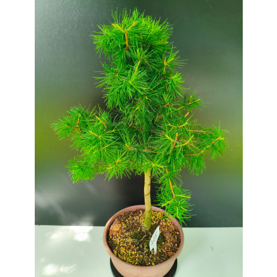 Żywe Drzewko Bonsai Modrzew Europejski Larix Decidua Prezent 11-letni 225