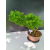 Żywe Drzewko Bonsai Modrzew Europejski Larix Decidua Prezent 11-letni 224