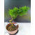 Żywe Drzewko Bonsai Modrzew Europejski Larix Decidua Prezent 11-letni 224