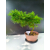 Żywe Drzewko Bonsai Modrzew Europejski Larix Decidua Prezent 11-letni 224