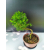 Żywe Drzewko Bonsai Modrzew Europejski Larix Decidua Prezent 11-letni 224