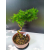 Żywe Drzewko Bonsai Modrzew Europejski Larix Decidua Prezent 11-letni 224