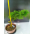 Żywe Drzewko Bonsai Modrzew Europejski Larix Decidua Prezent 11-letni 224