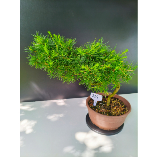 Żywe Drzewko Bonsai Modrzew Europejski Larix Decidua Prezent 11-letni 224