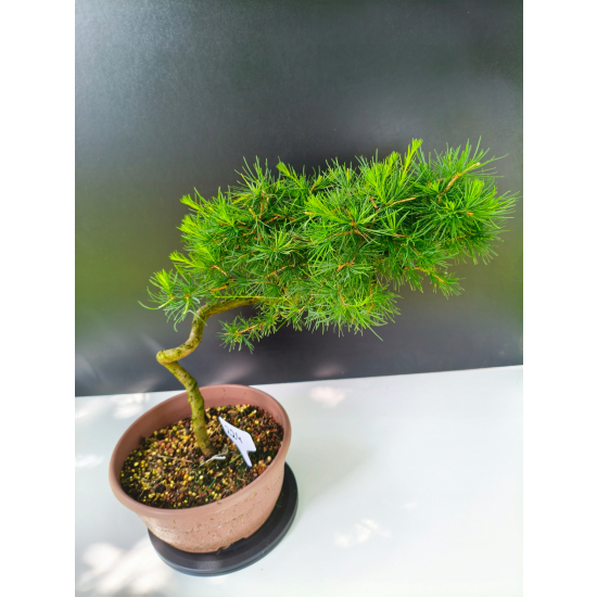 Żywe Drzewko Bonsai Modrzew Europejski Larix Decidua Prezent 11-letni 224