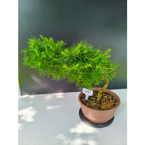 Żywe Drzewko Bonsai Modrzew Europejski Larix Decidua Prezent 11-letni 224