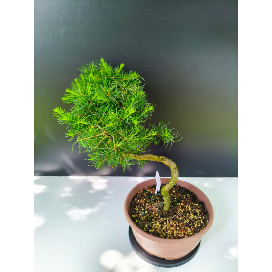 Żywe Drzewko Bonsai Modrzew Europejski Larix Decidua Prezent 11-letni 224