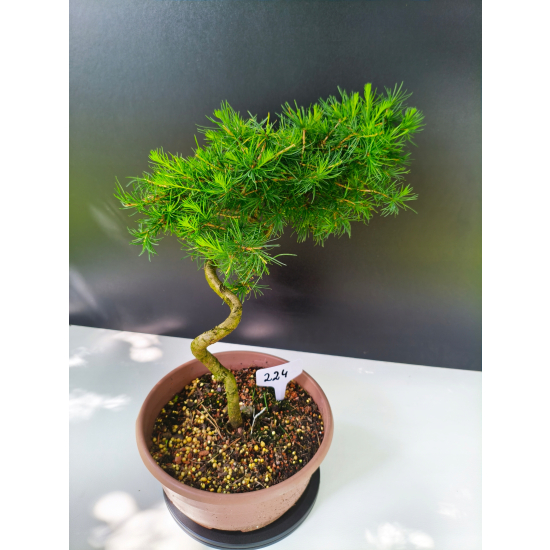 Żywe Drzewko Bonsai Modrzew Europejski Larix Decidua Prezent 11-letni 224