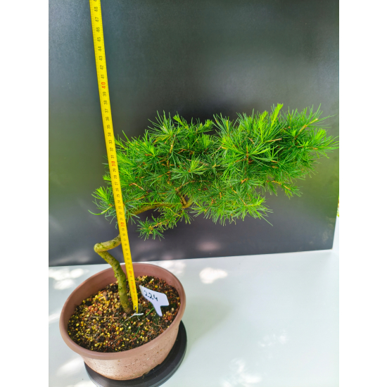Żywe Drzewko Bonsai Modrzew Europejski Larix Decidua Prezent 11-letni 224