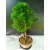 Żywe Drzewko Bonsai Modrzew Europejski Larix Decidua Prezent 11-letni 223