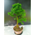 Żywe Drzewko Bonsai Modrzew Europejski Larix Decidua Prezent 11-letni 223